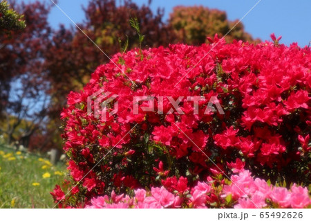 春の木の花：つつじ：キリシマ：山田池公園 65492626