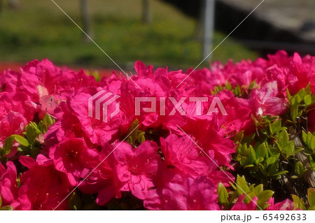 春の木の花：つつじ：キリシマ：山田池公園 65492633