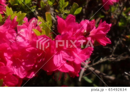 春の木の花：つつじ：キリシマ：山田池公園 65492634