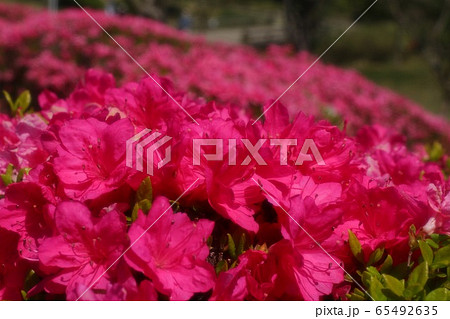 春の木の花：つつじ：キリシマ：山田池公園 65492635