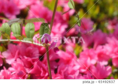 春の木の花：つつじ：キリシマ：山田池公園 65492637