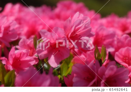 春の木の花：つつじ：キリシマ：山田池公園 65492641