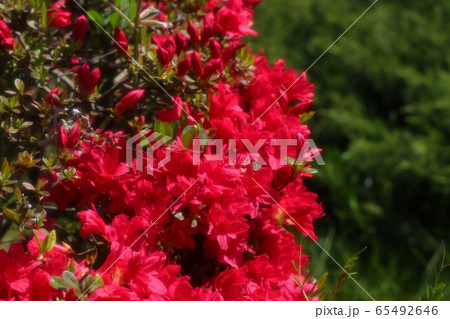春の木の花：つつじ：キリシマ：山田池公園 65492646