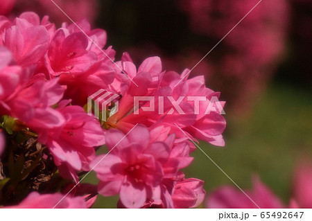 春の木の花:つつじ:キリシマ:山田池公園 春の木の花:つつじ:キリシマ:山田池公園 65492647