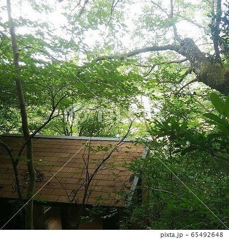 小屋 新緑1 小屋 新緑1 65492648