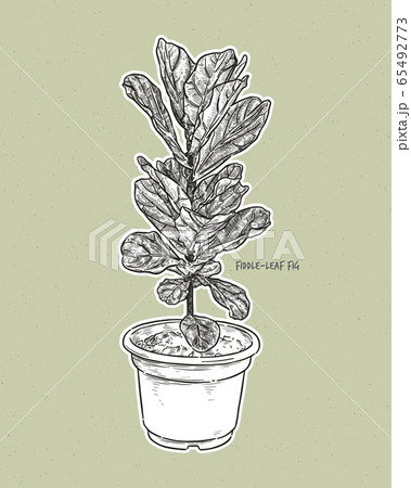 Ficus lyrata, commonly known as the fiddle-leaf 65492773