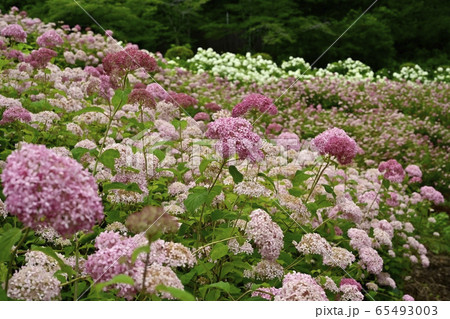 東京サマーランドわんダフルネイチャーヴィレッジあじさい園の白とピンクアナベル 65493003