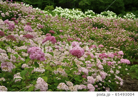 東京サマーランドわんダフルネイチャーヴィレッジあじさい園の白とピンクアナベル 65493004