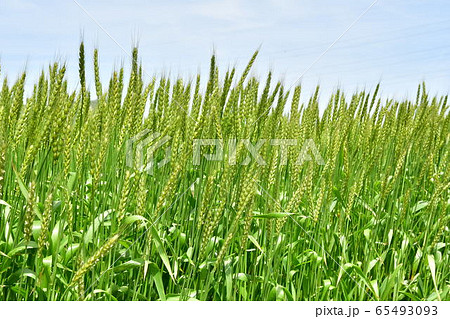 麦畑 麦畑 65493093