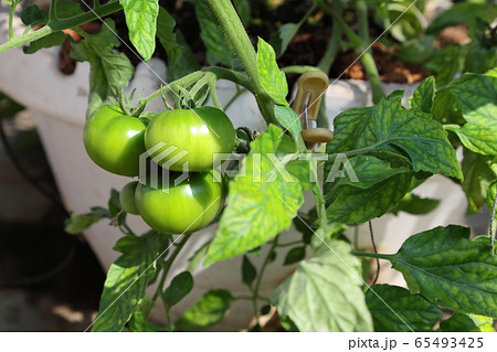 トマト　温室栽培　樽栽培 65493425