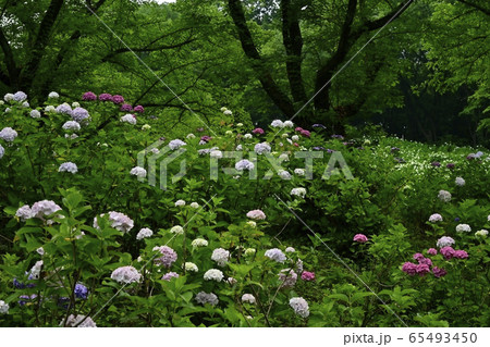 東京サマーランドわんダフルネイチャーヴィレッジあじさい園のアジサイ 東京サマーランドわんダフルネイチャーヴィレッジあじさい園のアジサイ 65493450