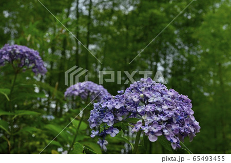 東京サマーランドわんダフルネイチャーヴィレッジあじさい園のアジサイ 東京サマーランドわんダフルネイチャーヴィレッジあじさい園のアジサイ 65493455