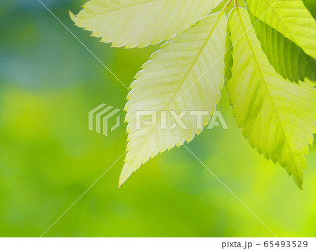 新緑のケヤキの葉 65493529