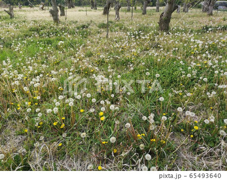 タンポポの綿毛 65493640