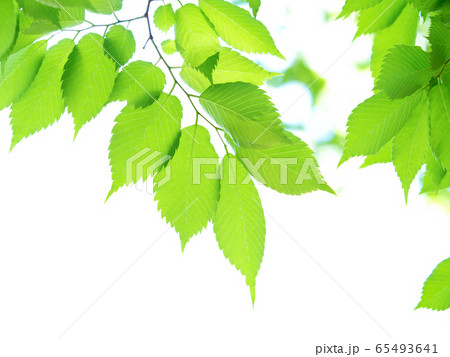 新緑のケヤキの葉 新緑のケヤキの葉 65493641