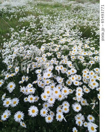 マーガレット マーガレット 65493771