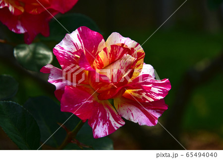 バラの花 バラの花 65494040