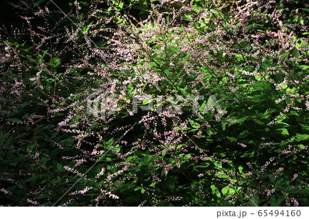 山野草　群れて咲く、ヌスビトハギの花 65494160