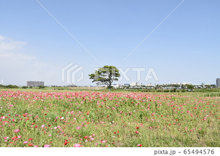 春イメージ ポピー お花畑 春イメージ ポピー お花畑 65494576