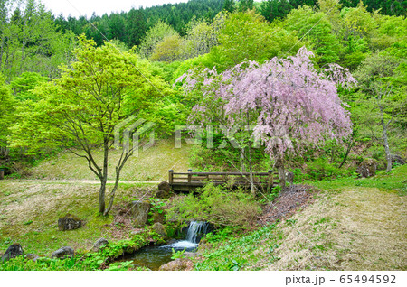 新緑と桜 65494592
