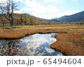 尾瀬の湿原 65494604