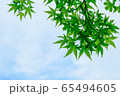 モミジ 65494605