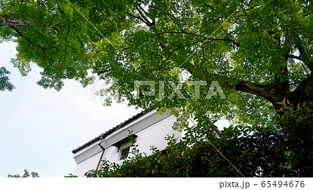 大津市坂本　日吉馬場の青もみじ　坂本さんぽ　 65494676