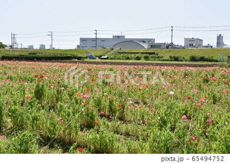 春イメージ ポピー お花畑 春イメージ ポピー お花畑 65494752