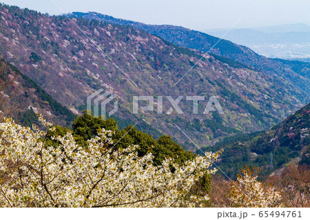 箱根旧街道 箱根旧街道 65494761