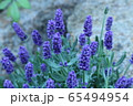 ラベンダー 65494954