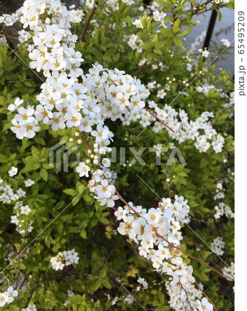 水辺の白い花 水辺の白い花 65495209