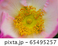 ハコネバラ 65495257