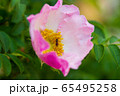 ハコネバラ 65495258