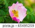 ハコネバラ 65495259