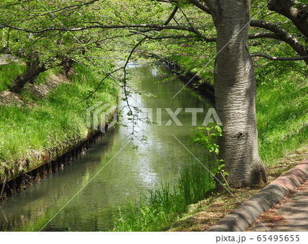 みんなの感謝の散歩道!。。船橋海老川の風景です!!。。。 みんなの感謝の散歩道!。。船橋海老川の風景です!!。。。 65495655