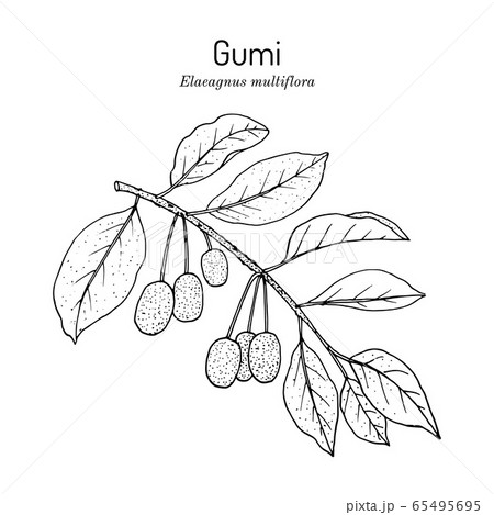 Gumi Elaeagnus Multiflora Edible And のイラスト素材