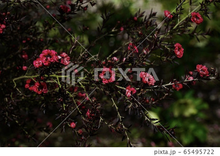 ギョリュウバイ 65495722