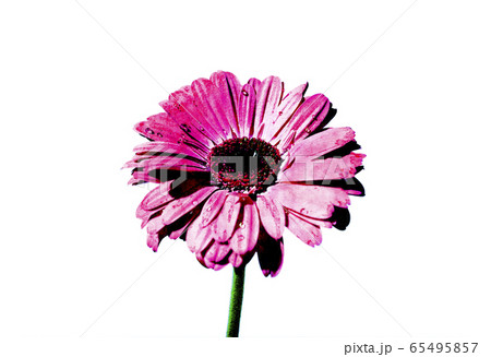 ピンク色のガーベラのイラストのイラスト素材