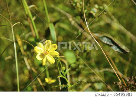 【神奈川】横須賀　はなの国のポピー 65495983