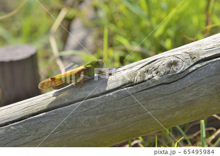 【神奈川】横須賀 はなの国のバッタ 【神奈川】横須賀 はなの国のバッタ 65495984