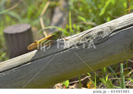【神奈川】横須賀 はなの国のバッタ 【神奈川】横須賀 はなの国のバッタ 65495985