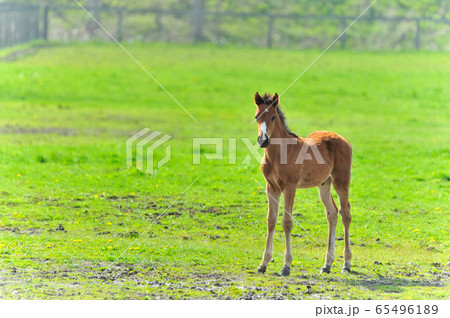 生まれて間もないサラブレッドの子 65496189