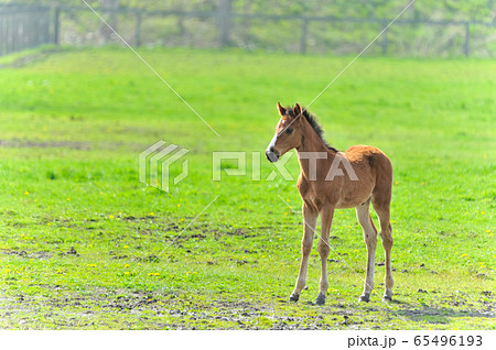 生まれて間もないサラブレッドの子 生まれて間もないサラブレッドの子 65496193