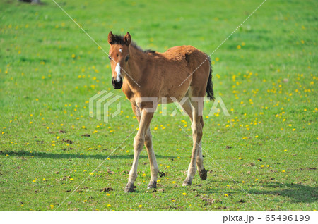 生まれて間もないサラブレッドの子 65496199