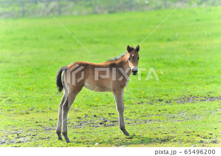 生まれて間もないサラブレッドの子 65496200