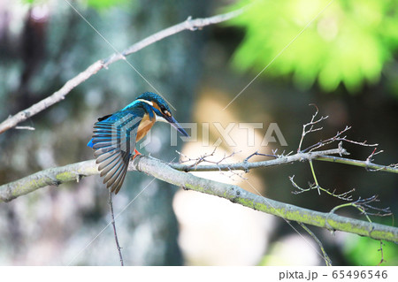 カワセミ1891 カワセミ1891 65496546
