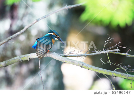 カワセミ1892 カワセミ1892 65496547
