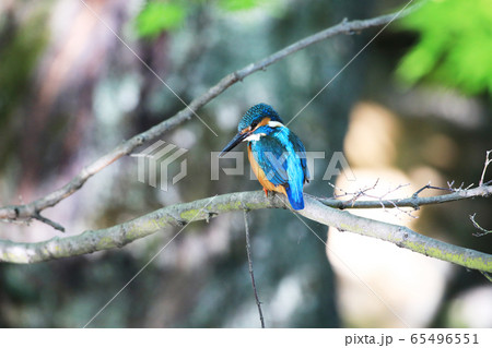 カワセミ1897 カワセミ1897 65496551