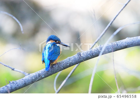 カワセミ1918 カワセミ1918 65496558