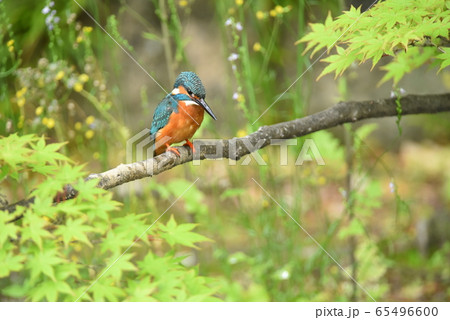 カワセミ5326 65496600